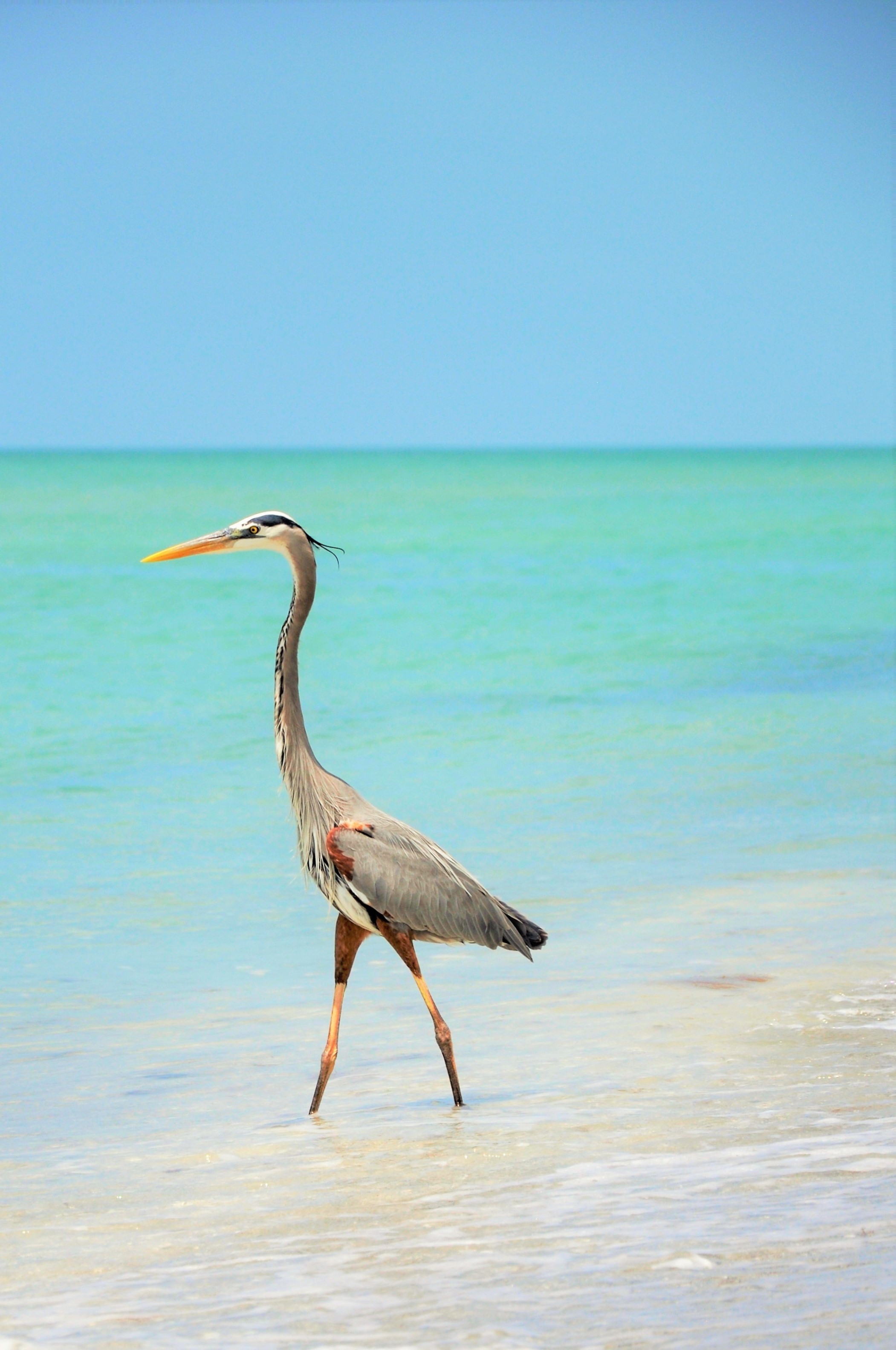 Great Blue Heron on a Florida Keys beach